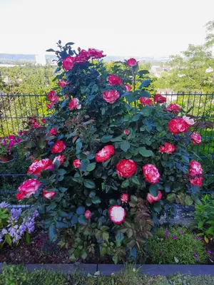 Ein Garten an der Unterkunft Rheinblick