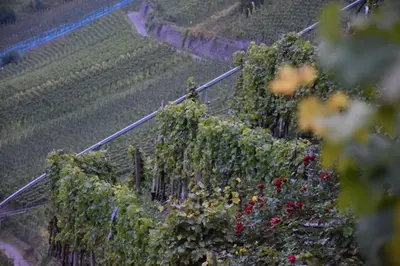 Ein Garten an der Unterkunft Haus Luzia