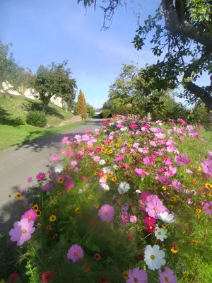 Ein Garten an der Unterkunft Ferienwohnung Hochwald