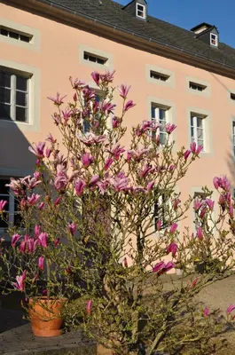 Ein Garten an der Unterkunft Alte Schmiede in denkmalgeschützter Hofanlage