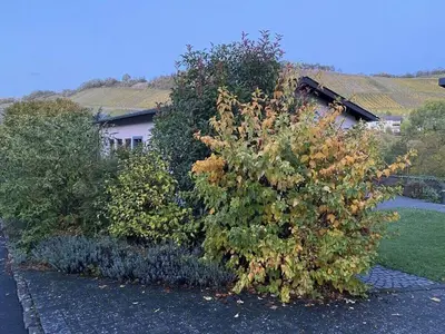 Ein Garten an der Unterkunft Holiday home Moselle valley
