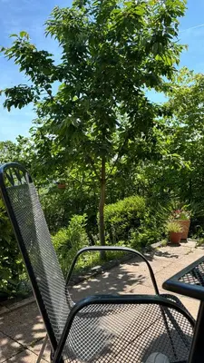 Ein Garten an der Unterkunft Ferienwohnung Pfalzblick