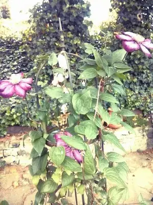 Ein Garten an der Unterkunft Ferienwohnungen Willrich
