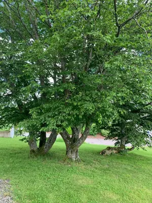 Ein Garten an der Unterkunft Urlaub in Horn
