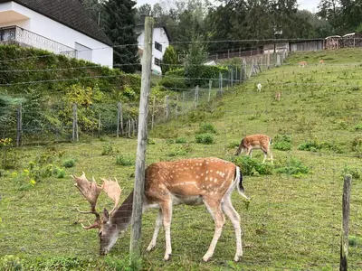 Tiere in der Ferienwohnung oder in der Nähe