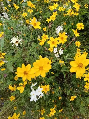 Ein Garten an der Unterkunft Waldesruh