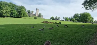 Tiere auf dem Campingplatz oder in der Nähe