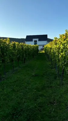 Ein Garten an der Unterkunft Haus im Weinberg