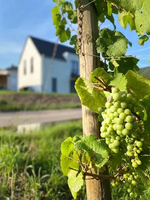 Ein Garten an der Unterkunft Haus im Weinberg