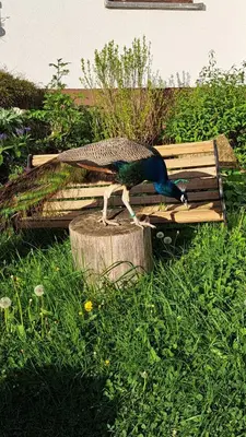 Ein Garten an der Unterkunft Haus Eselsblick