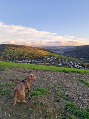 Haustiere von Gästen der Unterkunft Ferienwohnung Edgar und 300 qm Garten Trier Mosel Eifel