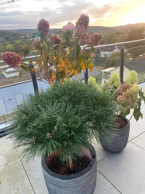 Ein Garten an der Unterkunft PenthouseBlick