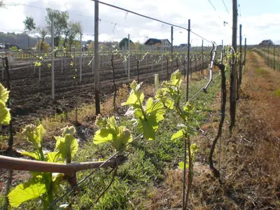 Ein Garten an der Unterkunft Holiday Home Weingut Mertes