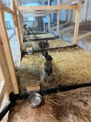 Tiere in der Ferienwohnung oder in der Nähe