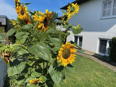 Ein Garten an der Unterkunft Ferienwohnung Sauer