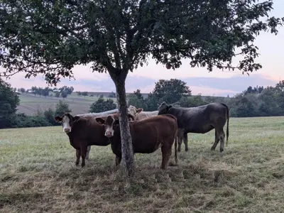 Tiere im Ferienhaus oder in der Nähe