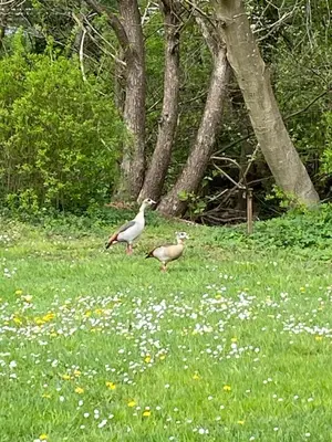 Ein Garten an der Unterkunft Ferienhaus Alfbach
