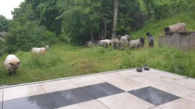 Tiere im Ferienhaus oder in der Nähe