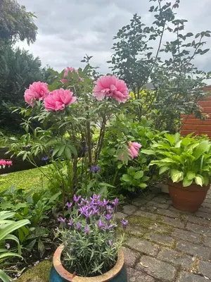 Ein Garten an der Unterkunft Ferienwohnung Katharina im Weinort an der Mosel
