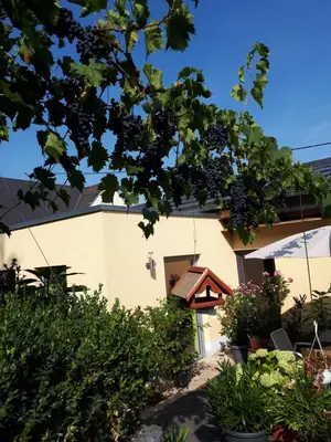 Ein Garten an der Unterkunft Gaestehaus Jufferpanorama