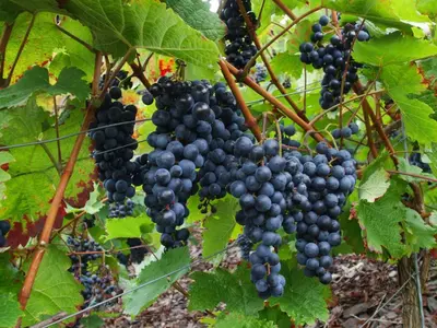 Grundriss der Unterkunft Mosel-Apart Rudorfer