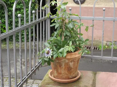 Ein Garten an der Unterkunft Historisches Ferienhaus Abteistraße