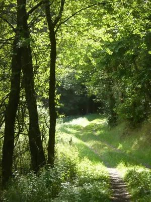 Naturlandschaft in der Nähe der Ferienwohnung