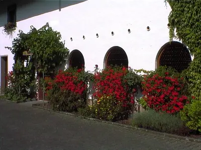 Ein Garten an der Unterkunft Weingut Arnold Pauly