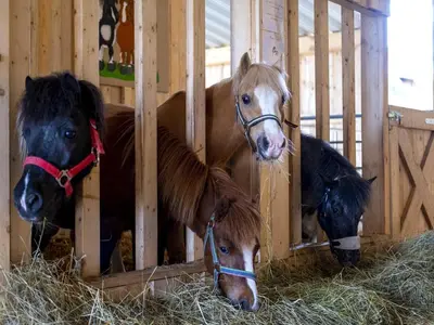 Tiere im Ferienhaus oder in der Nähe