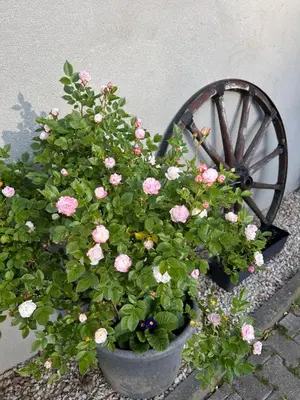 Ein Garten an der Unterkunft Ranch Apartment