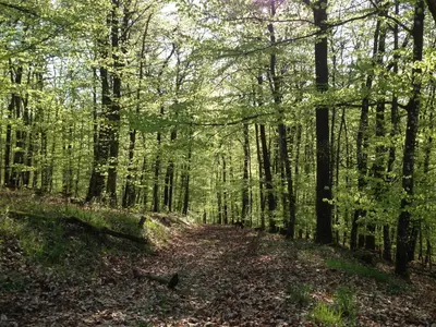 Naturlandschaft in der Nähe der Ferienwohnung