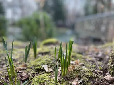 Ein Garten an der Unterkunft Haus am See
