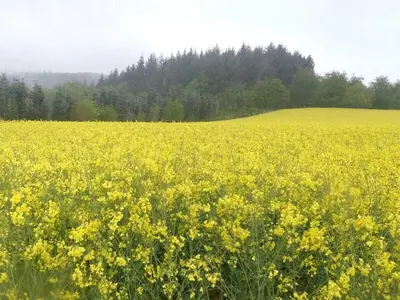 Grundriss der Unterkunft Holiday apartment Hochwald
