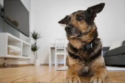 Haustiere von Gästen der Unterkunft Ferienhaus für Mensch & Hund mit großer Terrasse