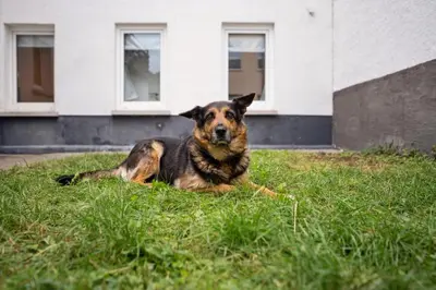Haustiere von Gästen der Unterkunft Ferienhaus für Mensch & Hund mit großer Terrasse