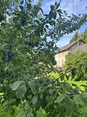 Ein Garten an der Unterkunft Ferienwohnung am Eifelsteig