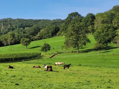 Tiere in der Ferienwohnung oder in der Nähe