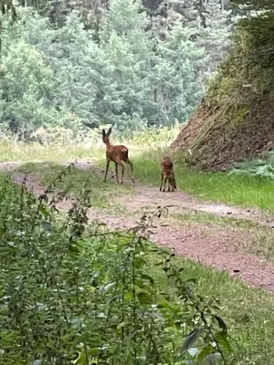 Tiere in der Ferienwohnung oder in der Nähe