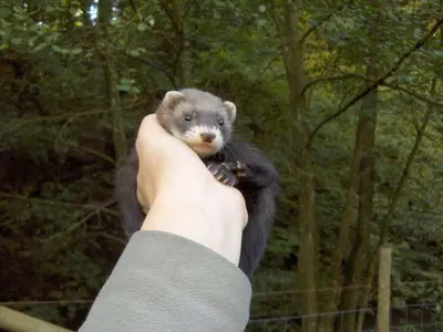 Tiere im Ferienhaus oder in der Nähe
