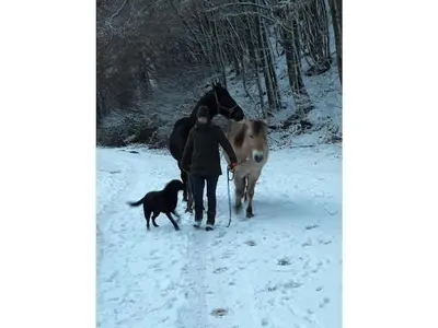 Tiere im Ferienhaus oder in der Nähe