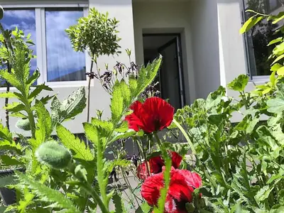 Ein Garten an der Unterkunft Stadtoase Koblenz