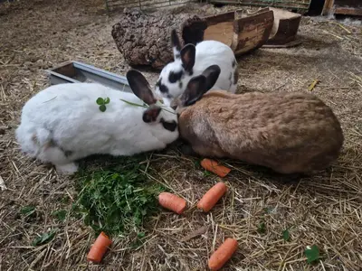Tiere in der Ferienwohnung oder in der Nähe
