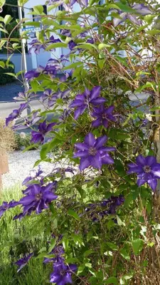 Ein Garten an der Unterkunft Ferienwohnung Marita Schmitt