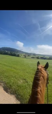 Tiere in der Pension oder in der Nähe