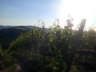 Naturlandschaft in der Nähe der Ferienwohnung