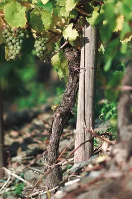 Grundriss der Unterkunft Pension und Weingut Moselblick