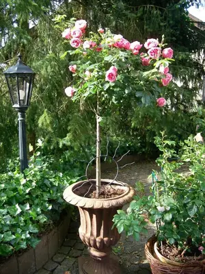 Ein Garten an der Unterkunft Landhaus Bad Bertrich