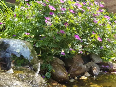 Ein Garten an der Unterkunft Fewo Purper