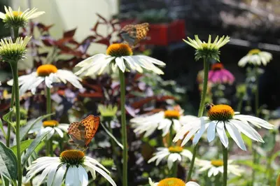 Ein Garten an der Unterkunft Maison Mille Fleurs