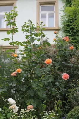 Ein Garten an der Unterkunft Maison Mille Fleurs